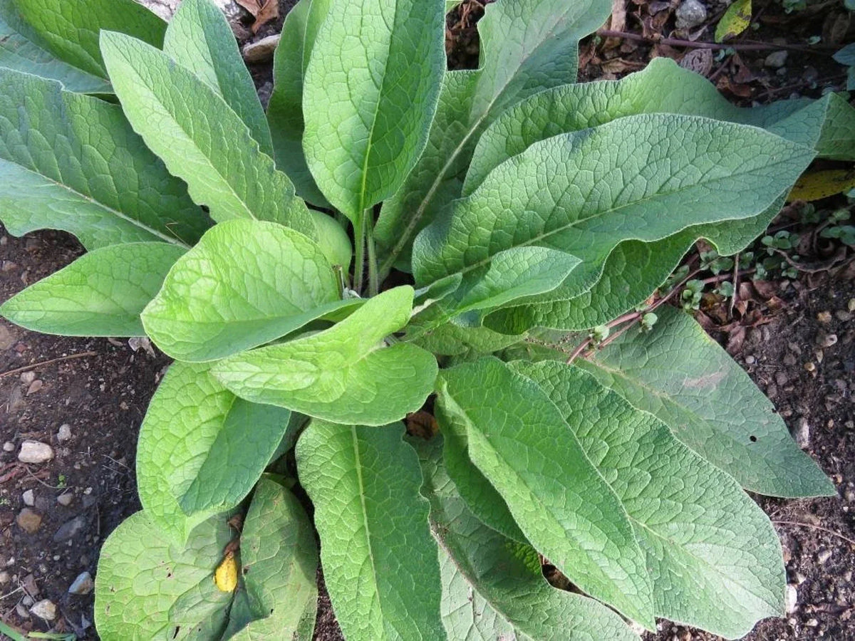 Russian Comfrey Root Cuttings 5+ Pack, Bocking 14 Variety, 3/4-1.5 Inch, Beyond Organic, Herbal Plant (Symphytum x uplandicum)