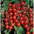 Small Cherry Tomato Seeds - 50+ Heirloom, Non-GMO, Organic, Rare Variety - Perfect for Home Gardening