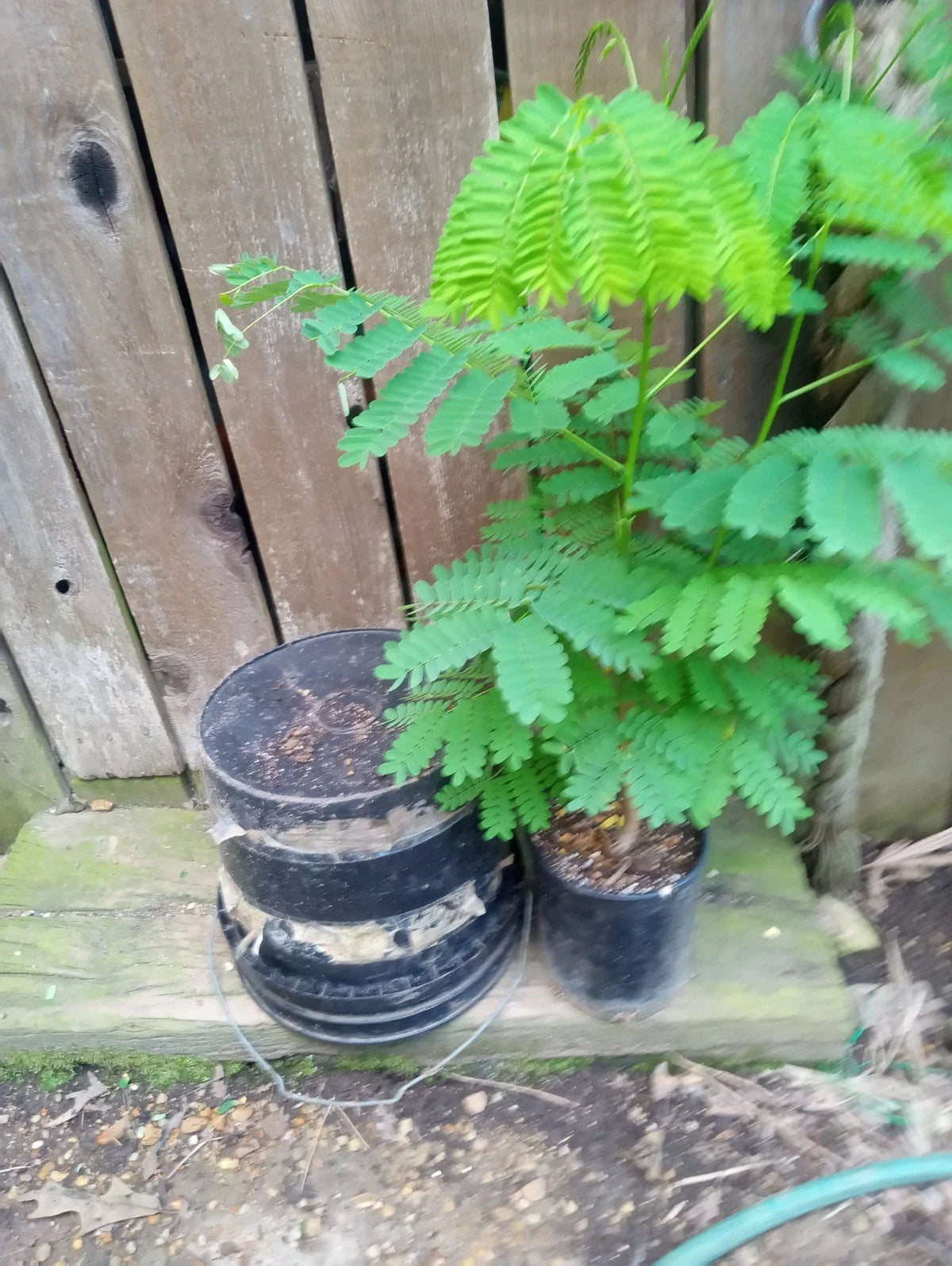 Red Delonix Regia Plant - 1 Gallon - Royal Poinciana - 23-25 Inches Tall - Tropical Flowering Tree