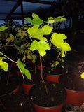 Ficus Fig Tree 5-14 Inches Cold Hardy Non-Dormant Ficus carica "Celeste" Edible Pesticide Free Non-GMO