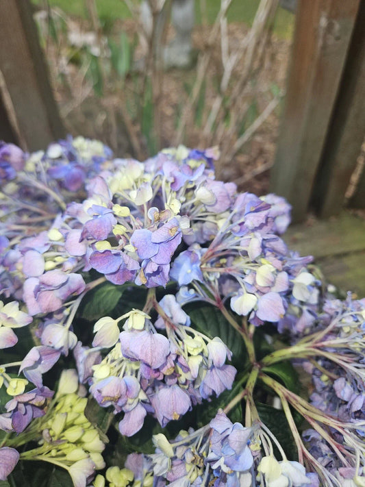 Bare Root Pink Hydrangea Plant - Medium Size - Elegant Blooms - Hydrangea macrophylla - One Plant Per Order
