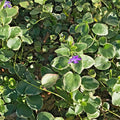 Variegated Vinca Groundcover Starter Vines - Lavender Periwinkle Flowers - Rooted Plants (Vinca minor)