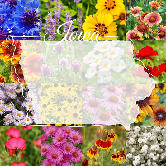 Wildflower Seed Mix 1/4 lb Bulk, Iowa Native Blend, Covers 2,000 sq ft, Ideal for Pollinator Gardens