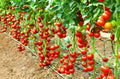 Early Cascade Tomato Seeds - 120+ Heirloom Organic NON-GMO - Rare Variety - Perfect for Home Gardening