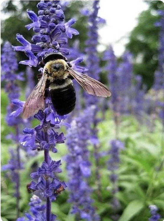 Hyssop Seeds - 200+ Medicinal & Culinary Herb - Hyssopus officinalis