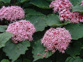 Pink Clerodendrum Cuttings with Roots - 3 Count - Tropical Indoor Plant - Clerodendrum thomsoniae