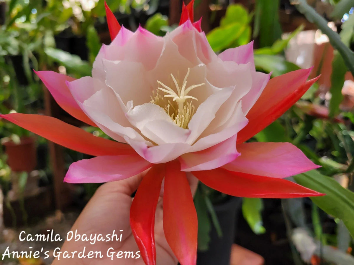 Epiphyllum Camila Obayashi Orchid Cactus - 4 Inch Pot, Well Rooted, Tropical Succulent Plant