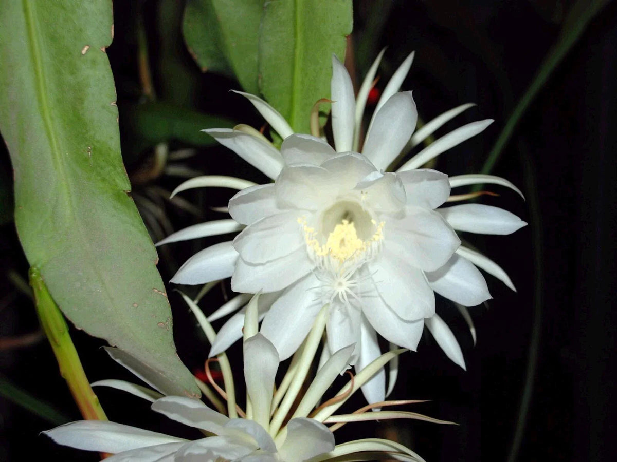Epiphyllum Oxypetalum Plant - Queen of the Night Orchid Cactus - 1 Live Plant for Home or Garden Decor