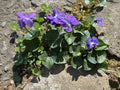 Wild Violet Plants - 50 Native Perennial Flowers - Viola spp. - Perfect for Pollinator Gardens and Natural Landscapes