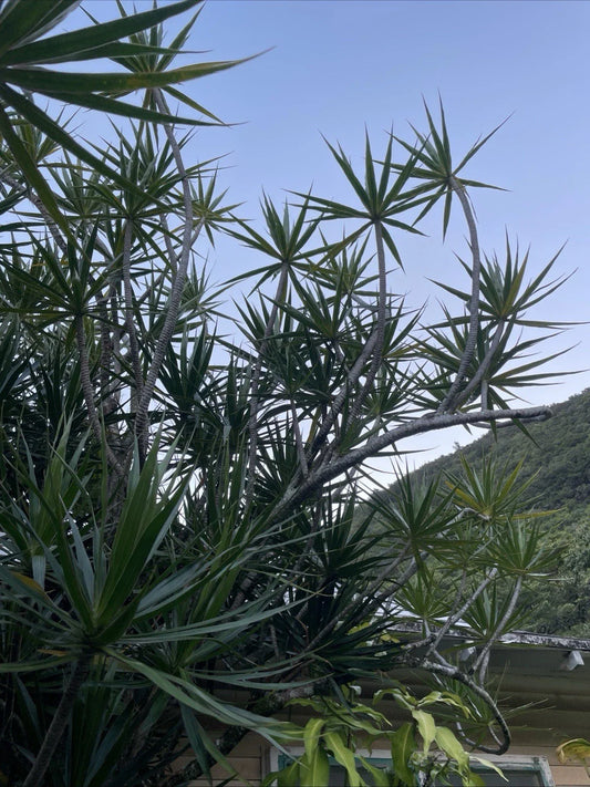 8 Hawaii Grown Dragon Tree Cuttings - Dracaena Marginata Money Tree Bonsai - Bulk Plant Propagation Supplies