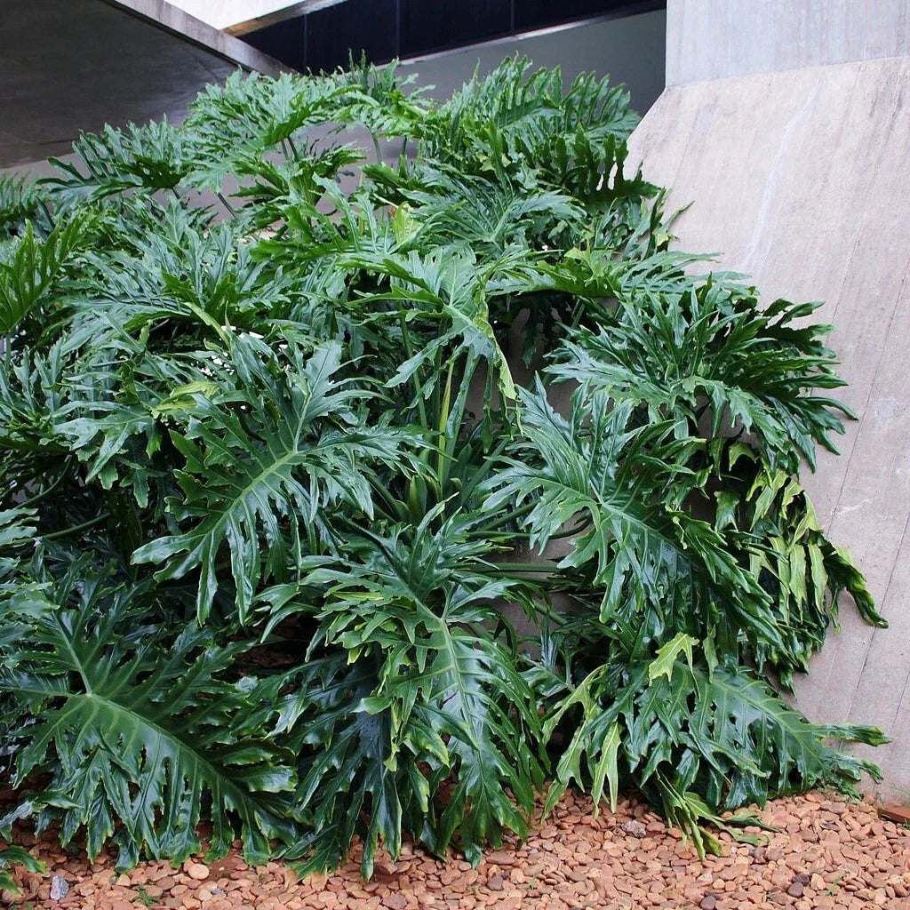 Lacy Tree Philodendron Seeds - 15 Split Leaf Selloum Seeds - Ideal House Plant for Indoor Gardening - Philodendron bipinnatifidum