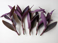 Large Purple Heart Tradescantia Pallida Cuttings - 5 Live Perennial Plant Cuttings Ready to Grow