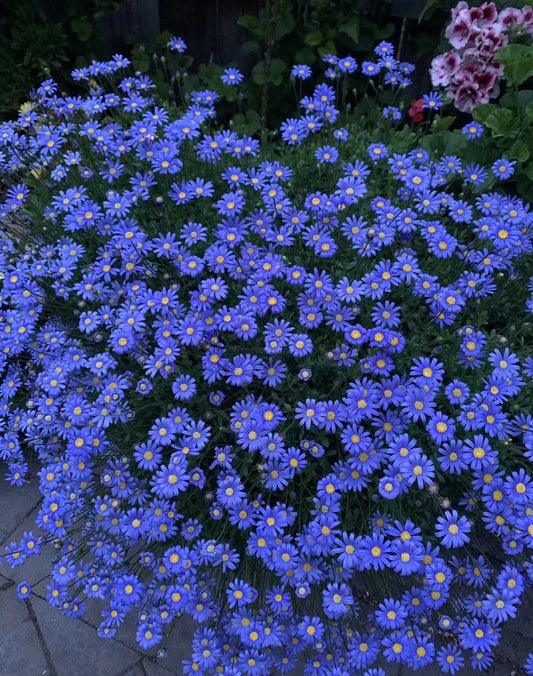 Blue Daisy Plant, 8” Pot, Perennial, Asteraceae, 12x12x8 Big Blooming Flower