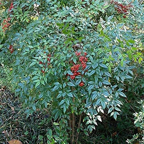 Bamboo Seeds for Planting - 100+ Count - Exotic Fast Growing - Phyllostachys spp. - Ships from Iowa, USA