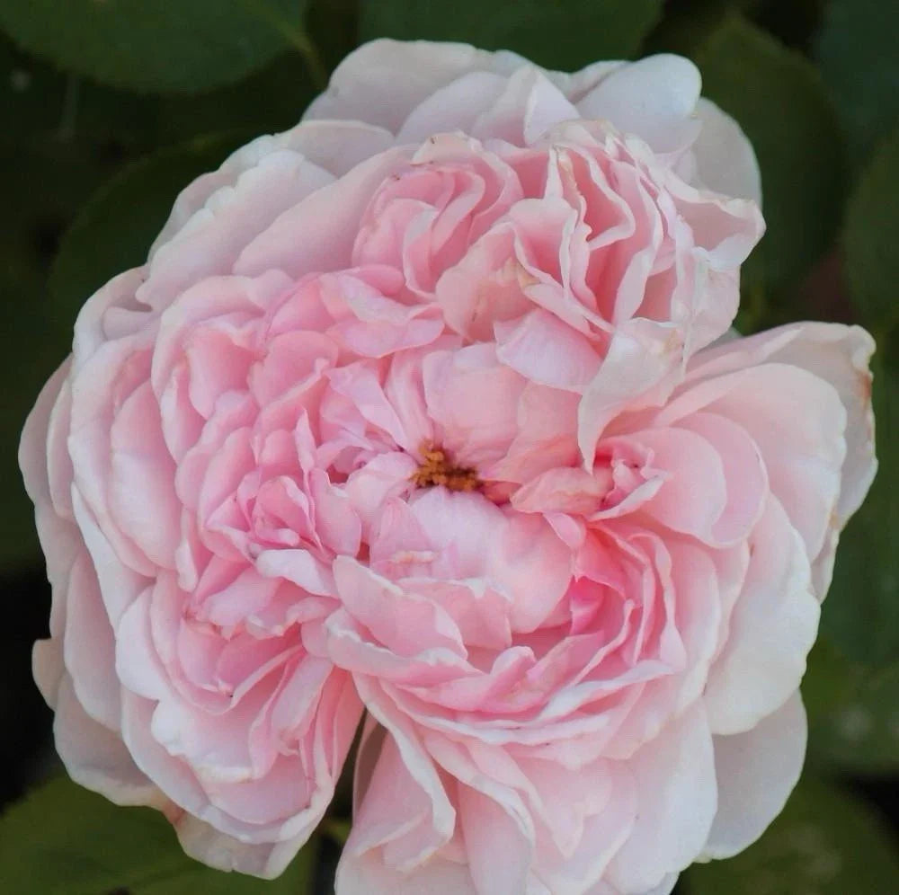 Climbing Rose Plant Cuttings - 3 Fresh Unrooted Cuttings - Rosa spp. - 6” Long, Ideal for Home Gardens
