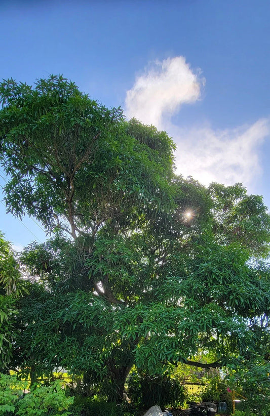 Rooted Hayden Mango Tree Seedling - Live Tropical Fruit Plant (Mangifera indica)