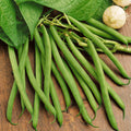 Heirloom Green Bean Seeds | Non-GMO Vegetable Seeds | Provider Variety | Fast Shipping