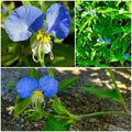 15 Spiderwort Day Lily Plants - Fresh Cuttings, Wandering Jew Blue, Easy to Care for (Tradescantia zebrina)