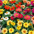 Zinnia Seeds - 100+ Profusion Mix - Colorful Garden Flowers - Zinnia elegans - USA - Free Shipping