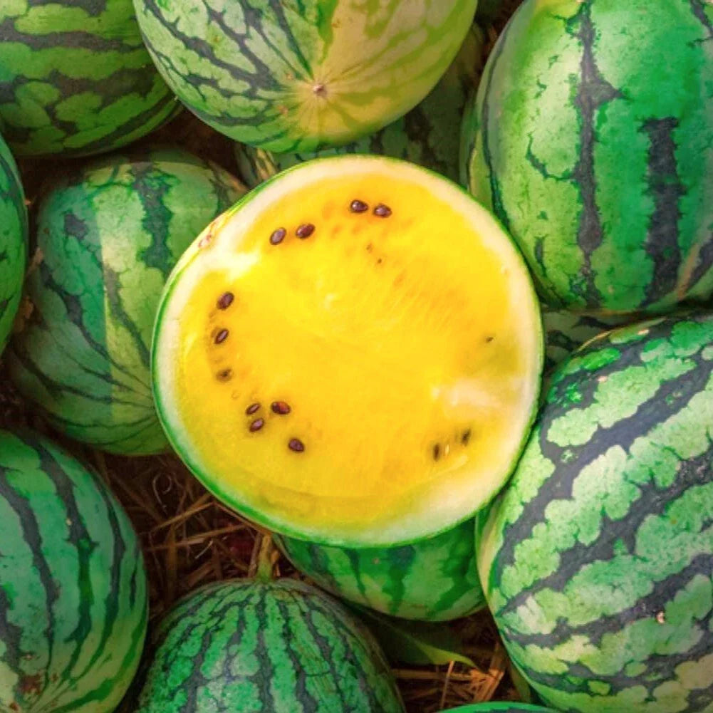 Yellow Petite Watermelon Seeds | Heirloom Mini Dwarf Melon Seed - Citrullus lanatus, 2025 Planting Year