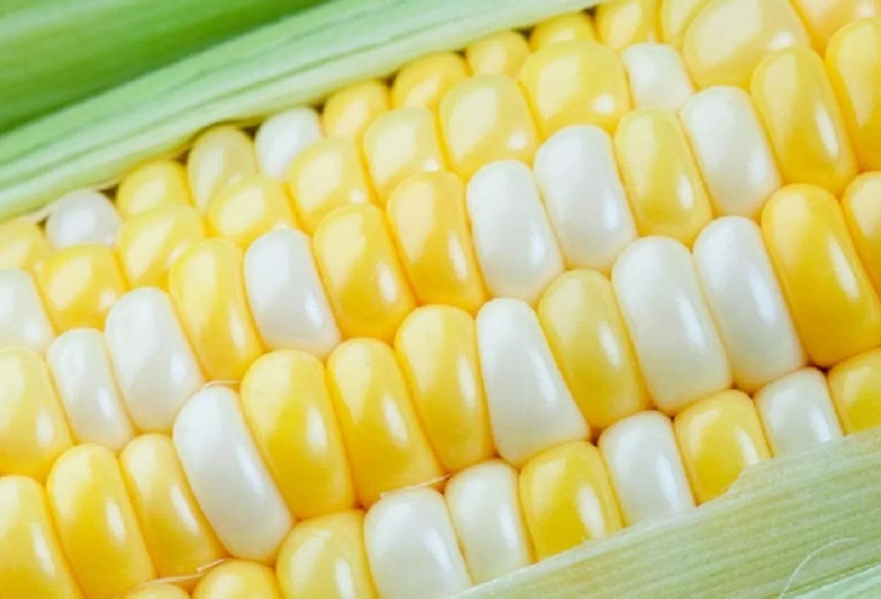 Ambrosia Sweet Corn Seeds - 250 Count - Heirloom Variety - Zea mays