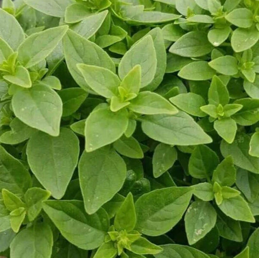 Dwarf Greek Basil Seeds 600+ Annual Herb for Culinary Use (Ocimum basilicum) - Free Shipping