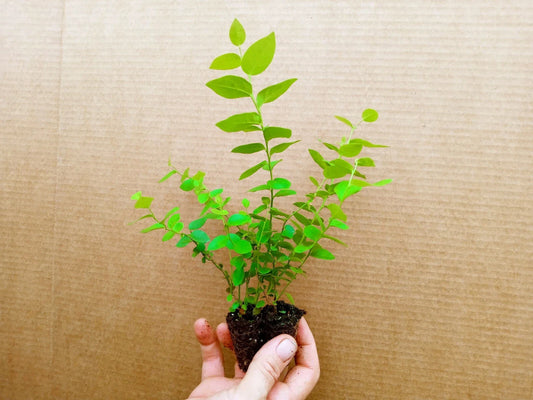 Blueberry Starter Plants - 2 Jewel Variety, Patented, Vaccinium corymbosum, Pesticide-Free, Sweet Fruit, Zones 5-10