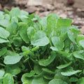 Upland Cress Seeds - 4000 Count Non-GMO Heirloom Early Cress Creasy Greens - USA Seller