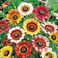 Mixed Tri-Color Painted Daisy Seeds - 200+ Count - Garden Flowers - USA Grown - Free Shipping