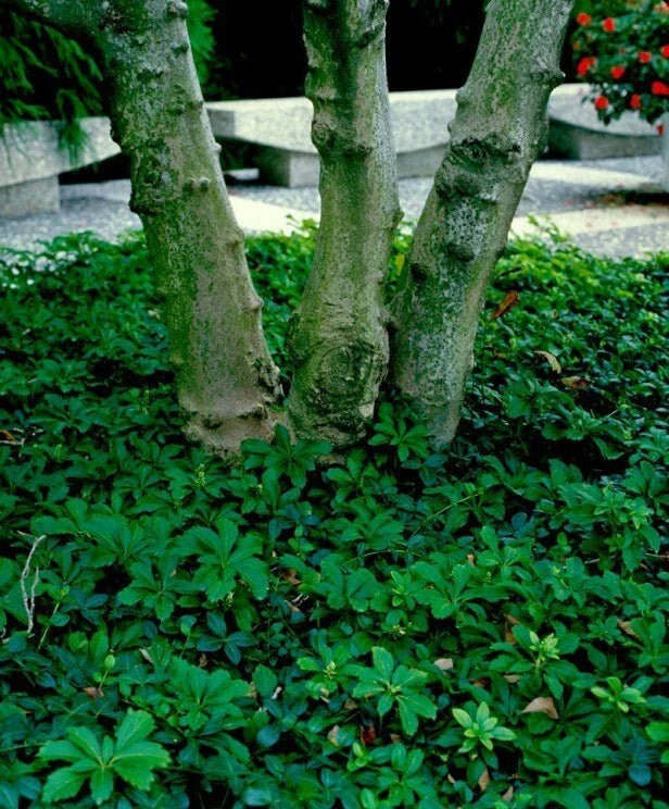 Pachysandra Ground Cover Plants - 10 Rooted Cuttings - Native Winter Hardy Variety - Pachysandra procumbens