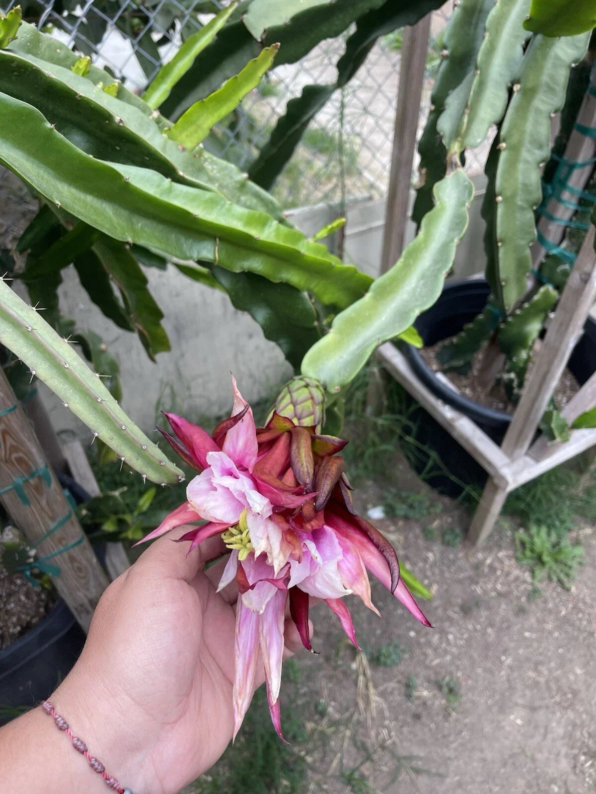 Mature Cuttings ASUNTA 5 Variety 12-17 Inch Long - Ideal for Propagation, Planting, or Gardening - Perfect for Plant Enthusiasts