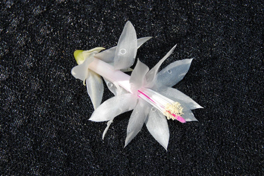 Christmas Cactus Starter Plant - Silk Angel - Schlumbergera Truncata - Healthy Well-Rooted Small Plant for Home Decor