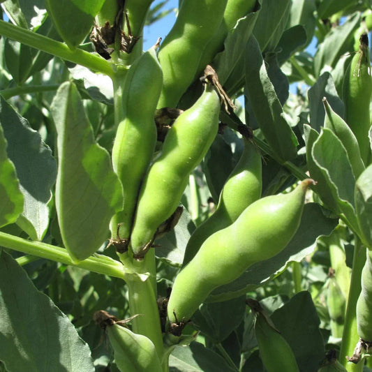Broad Windsor Fava Bean Seeds - Cold Tolerant Summer Variety - Vicia faba - Perfect for 2025 Planting