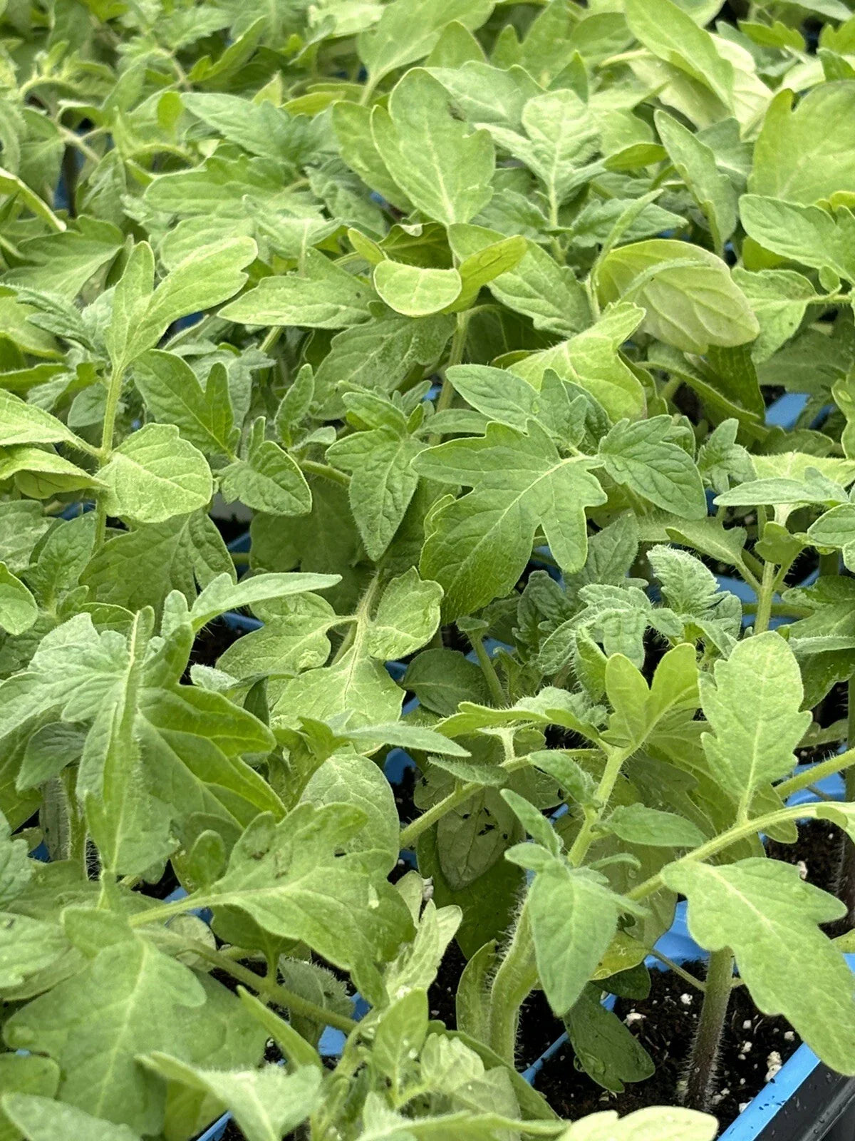 Rutgers Tomato Live Plants - Lot of 2, 6-10 Inches - Heirloom Variety (Solanum lycopersicum)