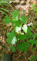 Red Maple Seedlings 1ft 2-Pack Southern Alabama Grown Acer rubrum Fast-Growing Hardy Shade Trees