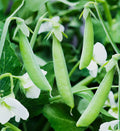 Sugar Ann Snap Pea Seeds - AAS Winner English Asian Chinese Snow Peas - Pisum sativum - 2025 Variety