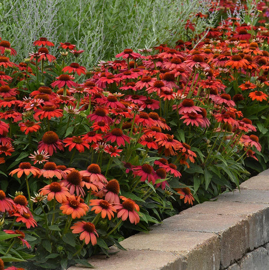 50 Red Ombre Coneflower Seeds - Echinacea Purpurea - Perennial Blooming Flower Seeds for Garden Planting
