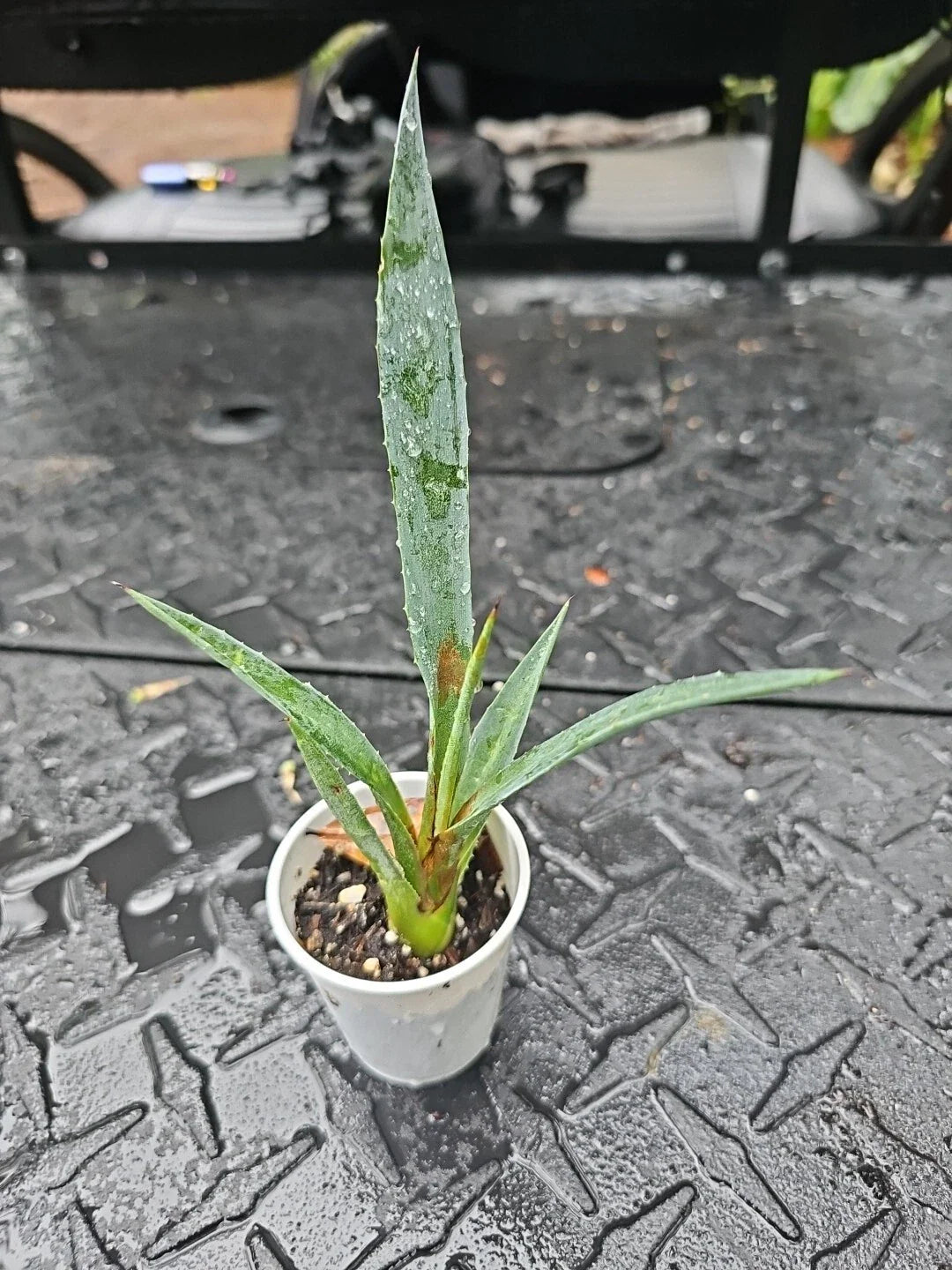 Agave Decipiens - False Sisal Succulent - 2" Pot - Florida Agave - Drought-Tolerant Indoor Plant