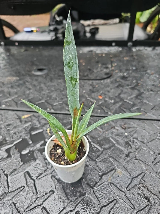 Agave Decipiens - False Sisal Succulent - 2" Pot - Florida Agave - Drought-Tolerant Indoor Plant