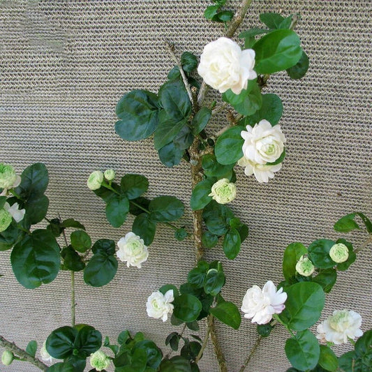 Arabian Sambac Jasmine Live Plant 6-9" - Duke of Tuscany Double Flower Fragrant (Jasminum sambac)