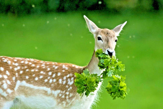 Deer Proof Wildflower Mix - 15 Varieties of Native Annual & Perennial Flowers - 2001+ Wildflower Seed Blend