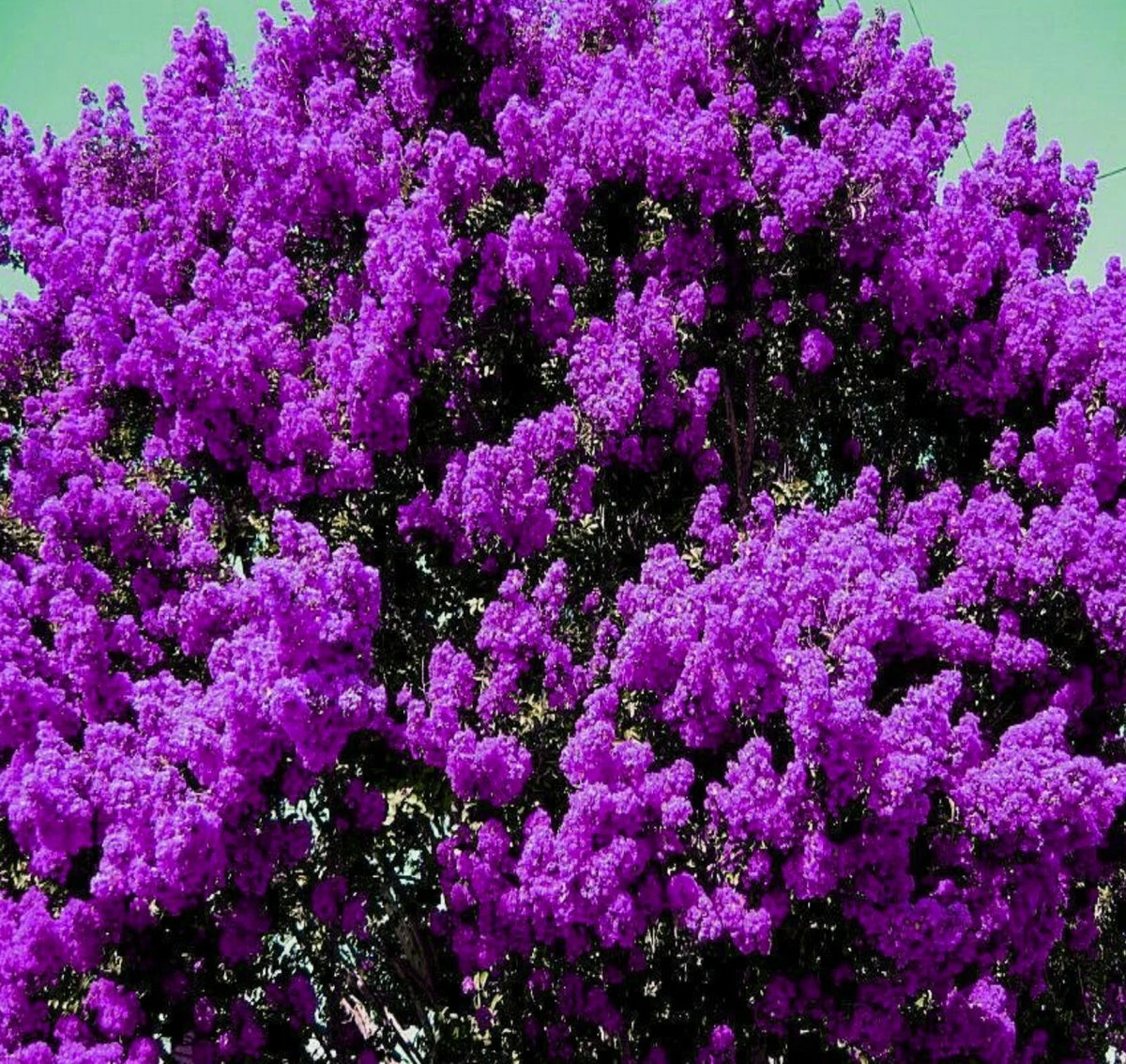 Purple Crepe Myrtle Live Plants 6" Rooted Cuttings Lagerstroemia Indica Dark Flowering Trees/Bushes
