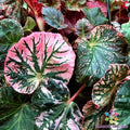 Midnight Sun Begonia Seeds - 25+ Count - Perfect for Garden Planting - USA Grown, Free Shipping!