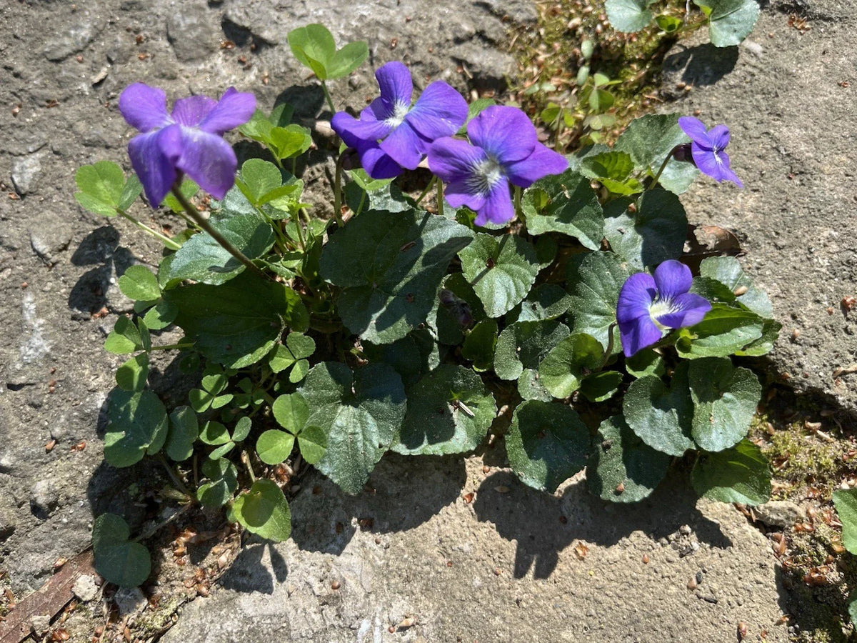 50 Wild Purple Violet Bulbs - Viola sororia - Native Flower Rhizomes for Garden Planting, Spring-Summer Bloom