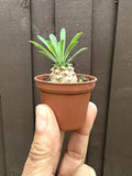Euphorbia 'Cocklebur' Starter Plant - 1 3/4 Inch Pot - Euphorbia × japonica - Low Maintenance Succulent Indoor Plant