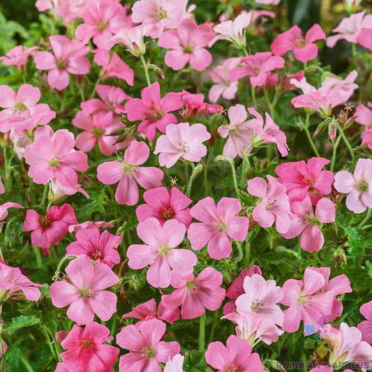 25+ Rose Clair Geranium Seeds for Garden Planting, Pelargonium 'Rose Clair', USA Grown, Free Shipping