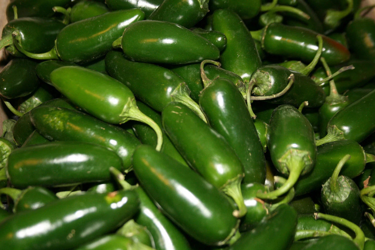 Hot Pepper Seeds Set of 50 - Early Jalapeno - Capsicum annuum - Non-GMO, Heirloom, Garden Seeds for Home Growing
