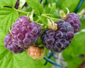 Organic Live Rooted Starter Plant - 1 Glencoe Purple Raspberry - Thornless - Rubus idaeus - Zones 4-9 - Medium/Large Berries