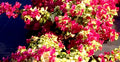 Bougainvillea Starter Plant - Sunstone Red Variety - Very Rare Well Rooted Plant - Bougainvillea spp.