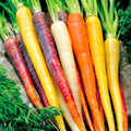 Rainbow Carrot Seeds 401+ Heirloom Variety 5 Colors Native Vegetable Garden Container